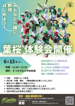 6/13（土）　葉桜体験会開催！！