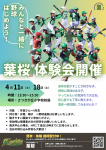 4/11(土)、4/18(土) 葉桜体験会開催！